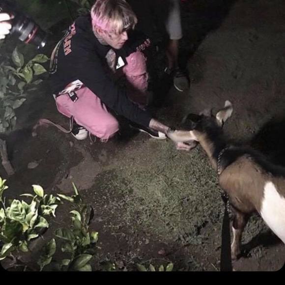 Meet your Posher, Layla - Picture 1 of 1